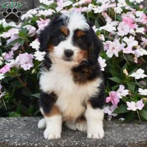 Bagel, Mini Bernedoodle Puppy